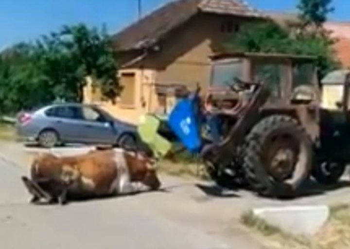 Imagini care vă pot afecta emoțional! Un bărbat a legat o vacă de un tractor şi a târât-o pe şosea. Ce pedeapsă riscă (VIDEO)