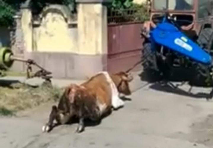 Imagini care vă pot afecta emoțional! Un bărbat a legat o vacă de un tractor şi a târât-o pe şosea. Ce pedeapsă riscă (VIDEO)