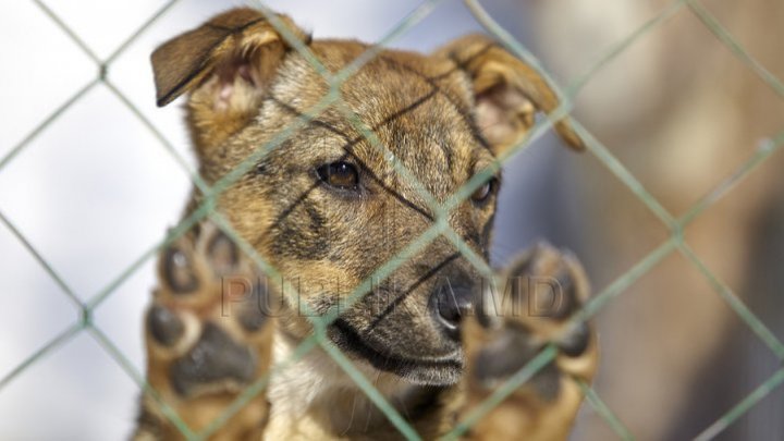 BINE DE ŞTIUT! Ce să urmărești când cumperi un câine. Cinci sfaturi ca să alegi rasa potrivită pentru tine