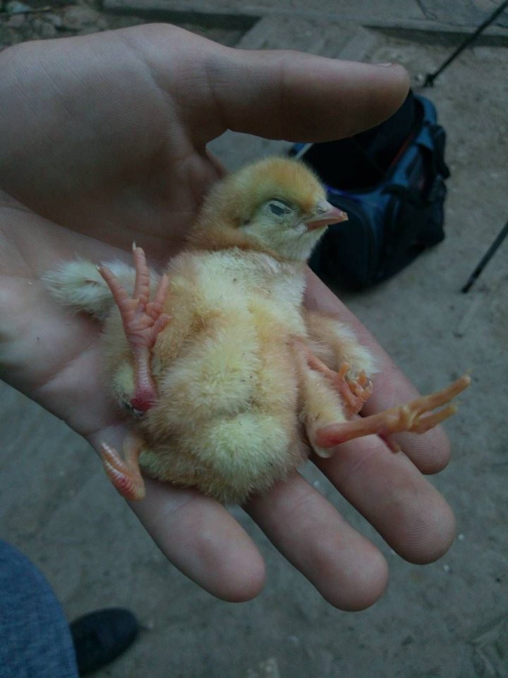 CAZ ŞOCANT în Bălăneşti. Un pui de găină a venit pe lume CU PATRU PICIOARE (FOTO)