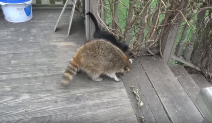 O femeie a hrănit un raton orb. Ce i-a adus animalul în faţa uşii a doua zi (FOTO)