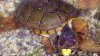 O nouă specie de ţestoasă a fost descoperită în Mexic