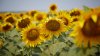 Prognoze sumbre: Recolta de floarea-soarelui va fi mai mică cu circa 30 la sută, în acest an