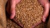Coreea de Sud a oprit importurile de grâu şi făină din Canada după descoperirea unor seminţe de grâu modificate genetic
