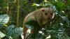 Premieră mondială! S-a născut primul marsupial cuscus indonezian în captivitate la o grădină zoologică din Polonia