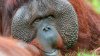 Cel mai vârstnic urangutan de Sumatra din lume murit într-o grădină zoologică australiană