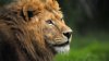Alertă în Germania: Doi lei, doi tigri și un jaguar au scăpat de la o grădină zoologică. Oamenii, îndemnaţi să nu iasă din case