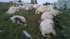 Nenorocire în satul Copceac. 43 de oi au murit lovite de fulger, iar ciobanul a fost grav rănit
