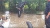 PLOILE AU FĂCUT PRĂPĂD ÎN ŢARĂ. Zece gospodării din satul Gherman au fost inundate