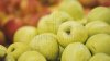 Pentru prima dată Republica Moldova în topul celor mai mari exportatori de mere