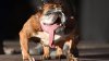 Un buldog englezesc a primit titlul de cel mai urât câine din lume în urma unui concurs de "frumuseţe" (VIDEO)