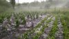 Ploaia torenţială a distrus zeci de culturi agricole în mai multe localităţi din ţară. Stricăciuni mari s-au înregistrat în raionul Comrat