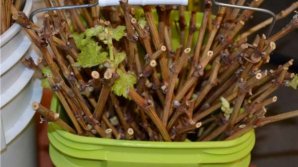 Veste bună pentru viticultori şi vinificatori! Aceştia vor putea cumpăra butași de calitate superioară crescuţi în Moldova