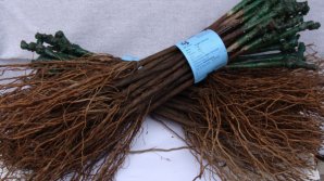 VESTE BUNĂ pentru agricultorii moldoveni! Vor putea exporta butaşi de viţă de vie pe piaţa internaţională