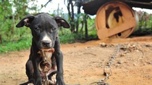 STOP consumului de carne în Coreea de Sud. Decizia a fost luată de un tribunal de la Seul