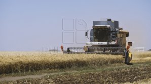 A început recoltarea orzului, însă agricultorii au veşti proaste. Seceta a tăiat din producţia de grâne