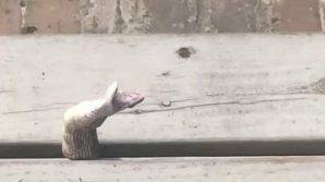 VIRAL PE INTERNET! Un şarpe lacom a rămas înţepenit într-o crăpătură. Cum a reușit să se salveze (VIDEO)