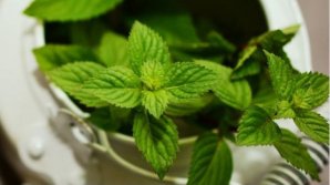 Bine de știut! Beneficiul neștiut al mentei. Cum ar trebui să o consumi, de fapt