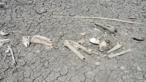 COMOARA DIN GRĂDINĂ: O familie din Bălți a găsit în curte oseminte şi oale