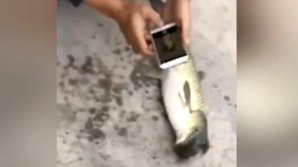 INCREDIBIL! Un pescar a prins un pește cu cap de porumbel. Cum arată mutantul (VIDEO/FOTO)