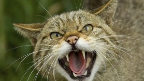 Raport: Pisicile din Australia ucid anual 650 de milioane de reptile anual