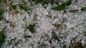 VREMEA REA A FĂCUT PRĂPĂD ÎN UCRAINA. Grindina a distrus hectare întregi de culturi agricole