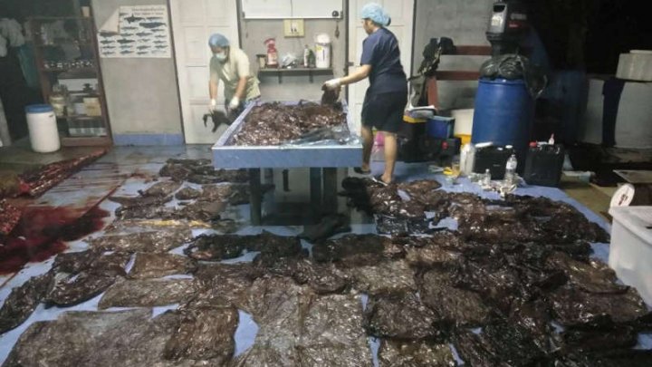 GROAZNIC! O balenă eşuată a murit pe o plajă din Thailanda, cu peste opt kilograme de plastic în stomac