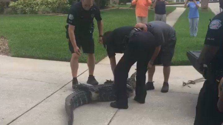 MOMENTE DE GROAZĂ în Florida: Un aligator a atacat un poliţist (VIDEO)