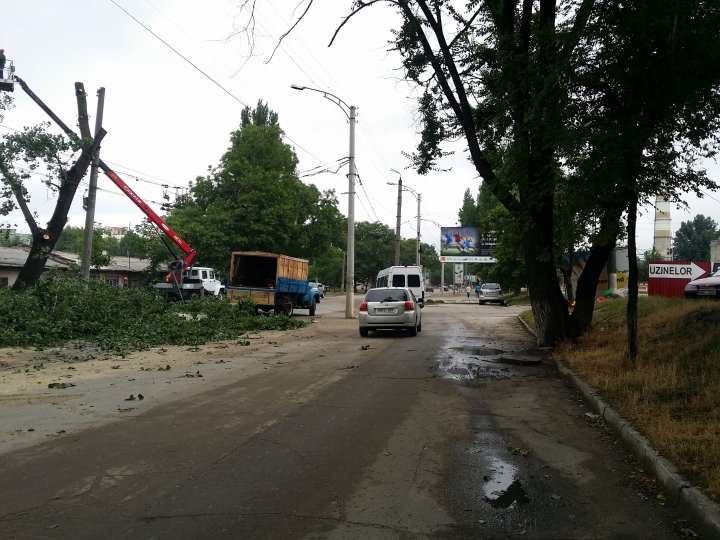 Muncitorii de la spatii verzi au inceput lucrările de curăţare a arborilor din preajma Uzinelor. Troleibuzul nr. 13 nu va circula până la orele amiezii (VIDEO)