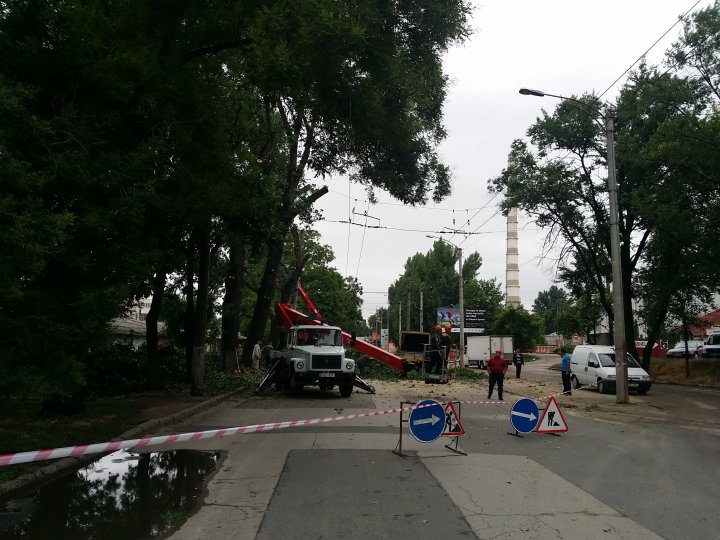 Muncitorii de la spatii verzi au inceput lucrările de curăţare a arborilor din preajma Uzinelor. Troleibuzul nr. 13 nu va circula până la orele amiezii (VIDEO)