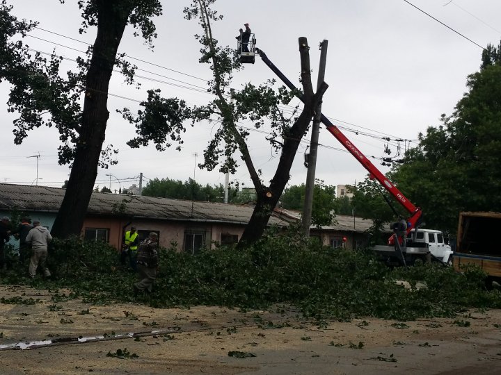 Muncitorii de la spatii verzi au inceput lucrările de curăţare a arborilor din preajma Uzinelor. Troleibuzul nr. 13 nu va circula până la orele amiezii (VIDEO)