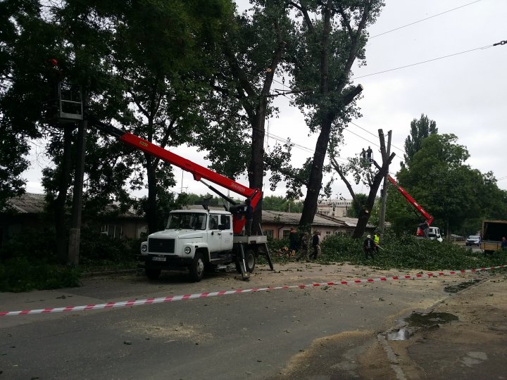 Muncitorii de la spatii verzi au inceput lucrările de curăţare a arborilor din preajma Uzinelor. Troleibuzul nr. 13 nu va circula până la orele amiezii (VIDEO)