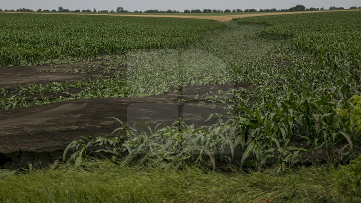 Culturi distruse, case ruinate şi pagube de sute de mii de lei. PLOAIA TORENŢIALĂ a făcut PRĂPĂD în satul Ucrainca, Căuşeni (FOTO)