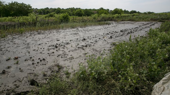 Culturi distruse, case ruinate şi pagube de sute de mii de lei. PLOAIA TORENŢIALĂ a făcut PRĂPĂD în satul Ucrainca, Căuşeni (FOTO)