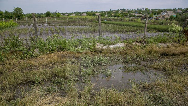 Culturi distruse, case ruinate şi pagube de sute de mii de lei. PLOAIA TORENŢIALĂ a făcut PRĂPĂD în satul Ucrainca, Căuşeni (FOTO)