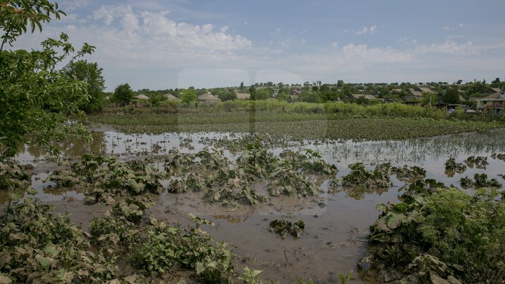 Culturi distruse, case ruinate şi pagube de sute de mii de lei. PLOAIA TORENŢIALĂ a făcut PRĂPĂD în satul Ucrainca, Căuşeni (FOTO)