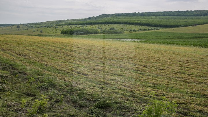 Culturi distruse, case ruinate şi pagube de sute de mii de lei. PLOAIA TORENŢIALĂ a făcut PRĂPĂD în satul Ucrainca, Căuşeni (FOTO)