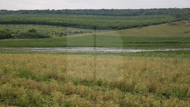 Culturi distruse, case ruinate şi pagube de sute de mii de lei. PLOAIA TORENŢIALĂ a făcut PRĂPĂD în satul Ucrainca, Căuşeni (FOTO)