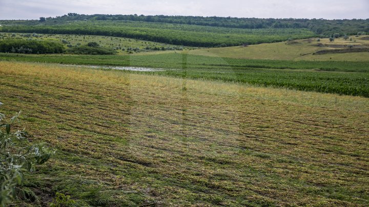 Culturi distruse, case ruinate şi pagube de sute de mii de lei. PLOAIA TORENŢIALĂ a făcut PRĂPĂD în satul Ucrainca, Căuşeni (FOTO)