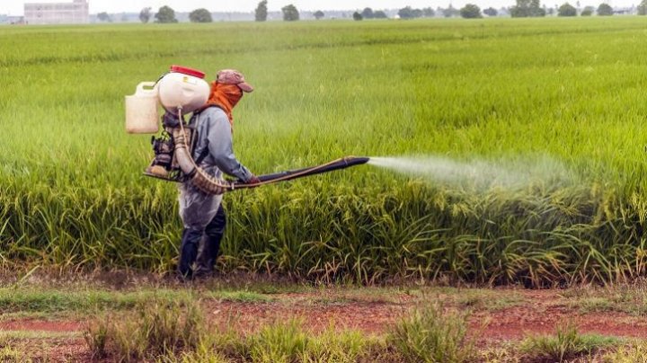 Peste 200 de agricultori din Azerbaidjan s-au intoxicat cu pesticidele folosite în câmpurile de bumbac