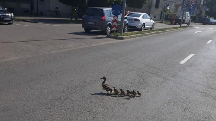 Emoţionant! Un poliţist a oprit traficul pe o stradă pentru a permite unor răţuşte să traverseze în siguranţă