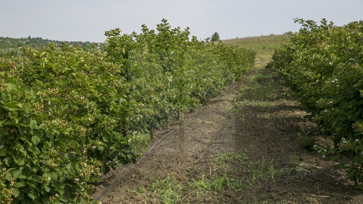 Murele au ajuns deja pe tarabele pieţelor. Vezi cât costă un kilogram (FOTOREPORT)