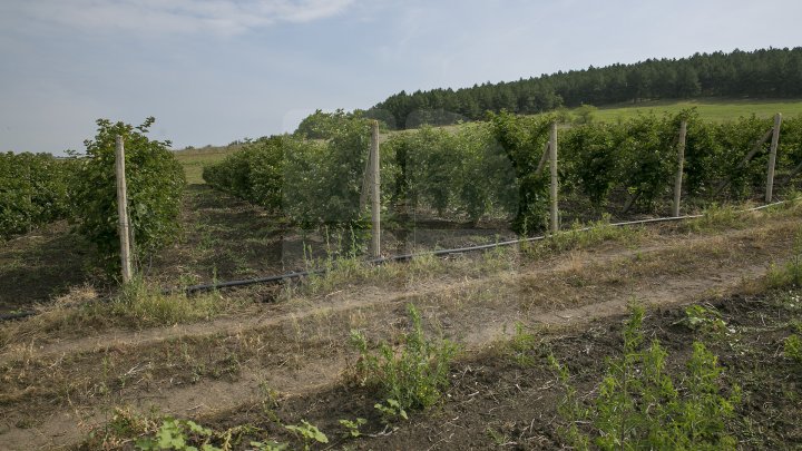 Murele au ajuns deja pe tarabele pieţelor. Vezi cât costă un kilogram (FOTOREPORT)