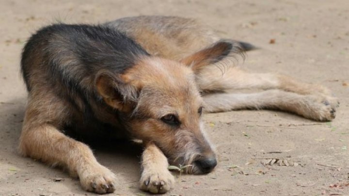 Un preot din Brazilia aduce câini maidanezi la slujbă pentru a le găsi stăpân