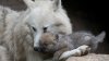 Grădina Zoologică din Capitală s-a mărit cu patru pui de lup polar şi unul de taur maghiar