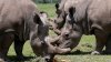 TRAGEDIE într-o grădina zoologică din Buenos Aires. Un rinocer şi o girafă au murit 