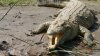 Un bărbat din Indonezia a fost lovit mortal de coada unui crocodil. O mulţime furioasă a masacrat aproape 300 de reptile