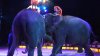 Imagini incredibile: Un elefant a căzut peste public la un circ din Germania (VIDEO)
