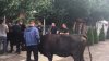 Protest cu vaci la Ungheni. Motivul pentru care mai mulţi fermieri şi-au adus animalele domestice în faţa unui bar care aparţine liderului local al PPDA