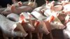 Peste 44.500 de porci din exploataţia unde a fost confirmat virusul Pestei Porcine Africane vor fi SACRIFICAŢI 